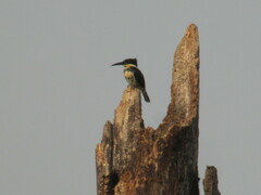 Chloroceryle americana