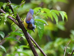 Anthreptes malacensis