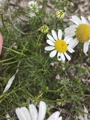 Tripleurospermum maritimum