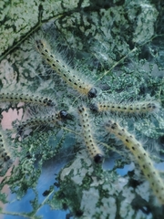 Hyphantria cunea