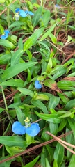 Commelina erecta