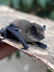 Pipistrellus