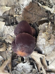 Neoboletus luridiformis