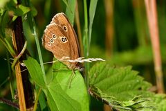 Aphantopus hyperantus