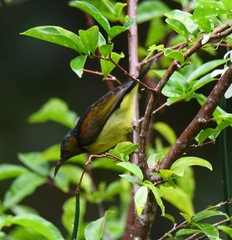 Anthreptes malacensis