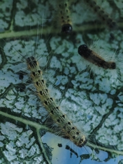 Hyphantria cunea