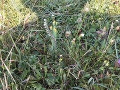 Spiranthes spiralis