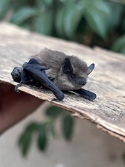 Pipistrellus