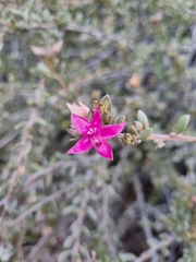 Krameria cistoidea
