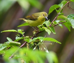 Anthreptes malacensis