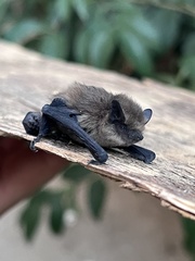 Pipistrellus