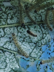 Hyphantria cunea