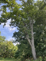 Quercus montana