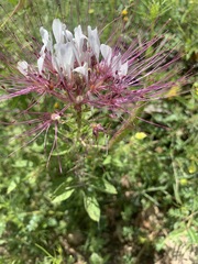 Polanisia dodecandra