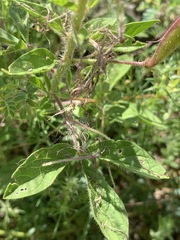 Polanisia dodecandra