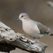 White-tipped Dove - Photo (c) Greg Lasley, some rights reserved (CC BY-NC), uploaded by Greg Lasley