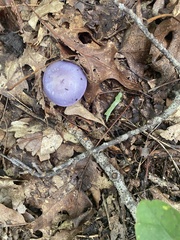 Cortinarius iodes