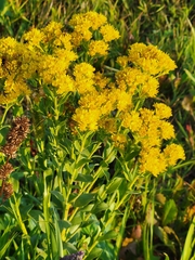Solidago rigida