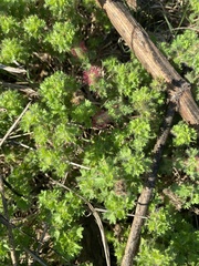 Acalypha radians