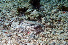 Ctenogobiops pomastictus