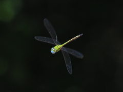 Coryphaeschna adnexa