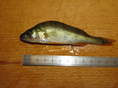 Perca fluviatilis