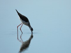 Himantopus himantopus