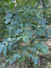 Carya tomentosa