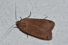 Noctua pronuba