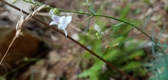 Linaria repens