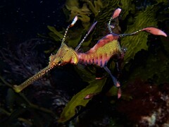 Phyllopteryx taeniolatus