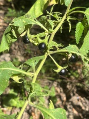 Atropa belladonna