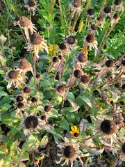 Rudbeckia hirta