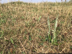 Spiranthes spiralis