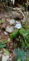 Linaria repens