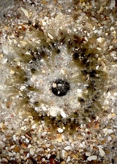 Actiniidae