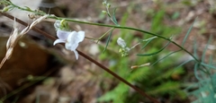 Linaria repens