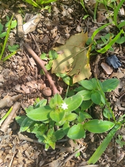 Richardia brasiliensis