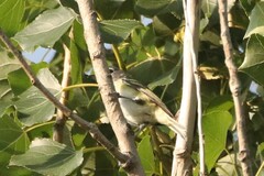 Vireo solitarius