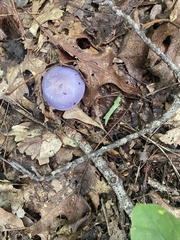 Cortinarius iodes
