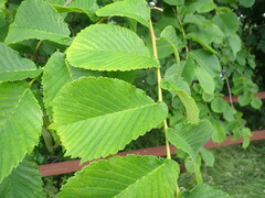 Ulmus glabra