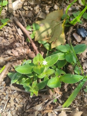 Richardia brasiliensis