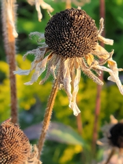 Rudbeckia hirta