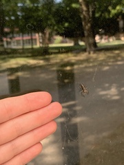 Platycryptus undatus