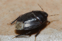 Macroscytus brunneus