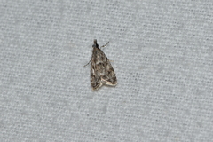 Eudonia heterosalis