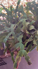 Schlumbergera truncata