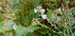 Linaria repens