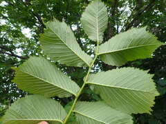Ulmus glabra