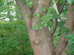 Ulmus glabra